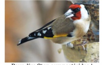 Vendredi fleuri pour les coquelicots dans le 05