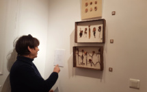 Une très belle exposition autour de la nature et des mots à l’INSPE