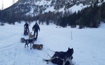 Essayez-vous à la conduite d’attelage de chiens de traineau