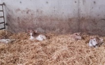 Les Briançonnais soutiennent les producteurs pendant le COVID-19