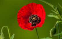Les coquelicots mobilisés malgré le confinement