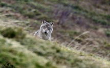 Corentin Esmieu a photographié une meute de loups pendant quatre ans