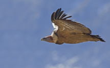 Compter les vautours avec la Ligue de Protection des Oiseaux !
