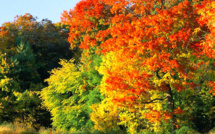Pourquoi les feuilles des arbres changent elles de couleurs en automne ..