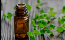 les huiles essentielles de l'hiver