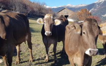 Visite de la ferme de Pralong à Puy-Saint-Pierre