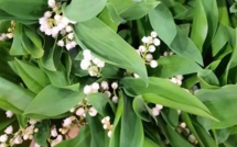 Histoire et origines du 1er Mai