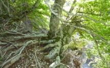  5 massifs forestiers vont être étudiés ce weekend 