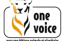 One voice 04-05 : Manifestation à Forcalquier Lundi prochain de 10h00 à 13h00