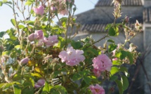 Réouverture du musée de Salagon pour nouvelle saison