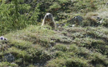 Pour le bien-être des marmottes: l'APEVM