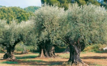 Oléiculteurs, oléicultrices, c'est le moment de se prémunir de la mouche de l'olive.