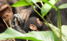 Les chimpanzés envahissent la MJC de Briançon…