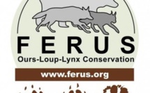 L'association FERUS défend la présence du loup