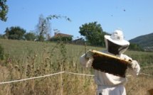 Les abeilles lui donnent des ailes