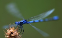 La LPO dévoile le monde des libellules
