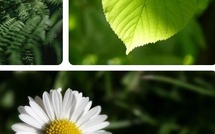 Barbara Gaïtanaros, naturopathe et coach psycho-émotionnel