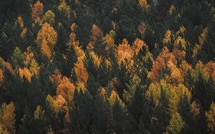 Raconte-nous la forêt