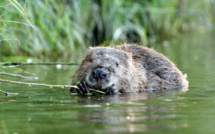 Malijai fête le printemps des castors ce week-end !