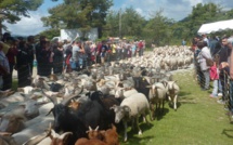 La Transhumance est passée par Bargème